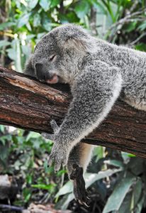 Ein Koala schläft tief auf einem Baumstamm. Dieses Bild illustriert die Natur des Schlafs als lebenswichtigen Prozess. Während Koalas dies instinktiv tun, zeigt es uns, wie notwendig regelmäßiger und ausreichender Schlaf auch für Menschen ist, um Sekundenschlaf zu vermeiden.