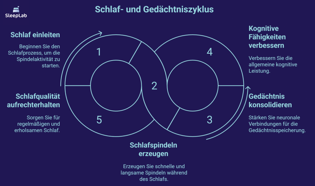 Illustration des Schlaf-Gedächtnis-Zyklus in fünf Schritten – von Spindelaktivität über Schlafqualität bis zur Gedächtniskonsolidierung. Veranschaulicht, wie gesunder Schlaf die kognitive Leistung verbessert. Relevanter Kontext für Schlafmedizin in der Schweiz.