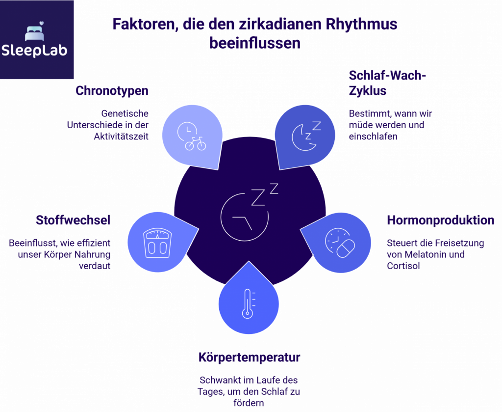 Kreisdiagramm mit sechs Faktoren, die den zirkadianen Rhythmus beeinflussen: Chronotypen, Schlaf-Wach-Zyklus, Hormonproduktion, Körpertemperatur, Stoffwechsel und Schlafqualität. Darstellung im SleepLab-Stil zur Veranschaulichung der biologischen Schlafsteuerung.